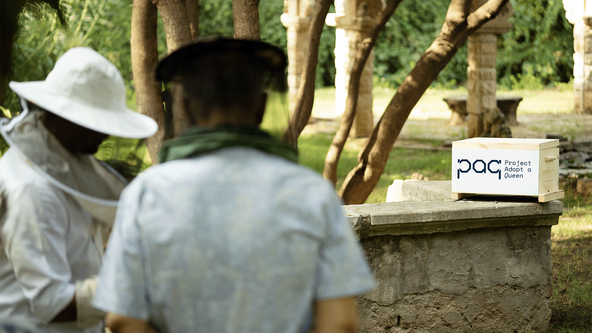Beekeepers tending hives with a PAQ branded box in a sunlit grove
